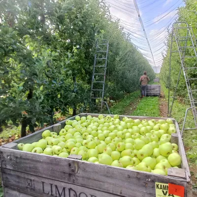 Pomme AOP du Limousin : un début de récolte plein d’espoir !