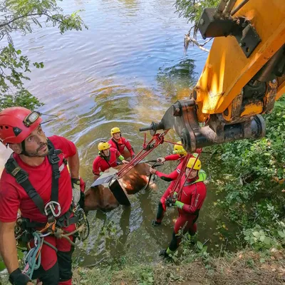Lot : une vache les pieds dans la Dordogne, le GRIMP mobilisé !