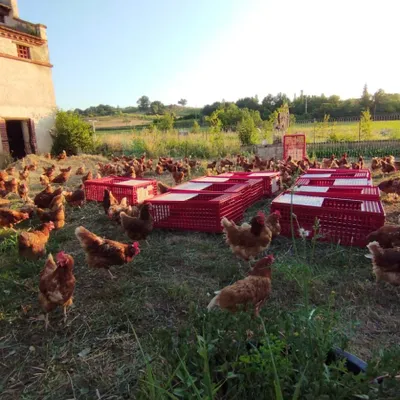 Adopte une poule : la proposition d’une asso pour sauver 2.000...