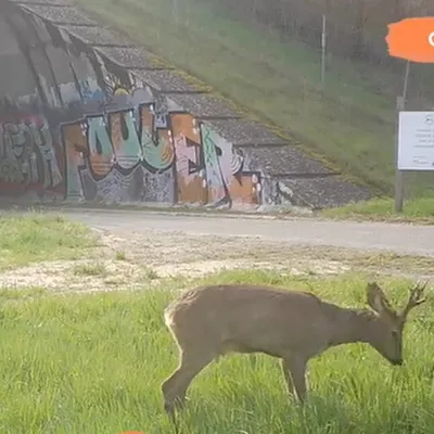 [VIDEO] Les chasseurs de Tarn-et-Garonne aménagent des tunnels sous...