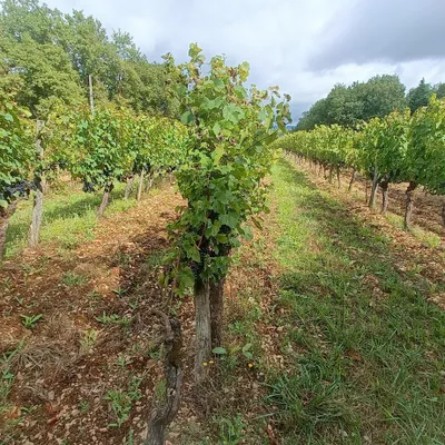 Des vendanges tardives et peu productives en Corrèze