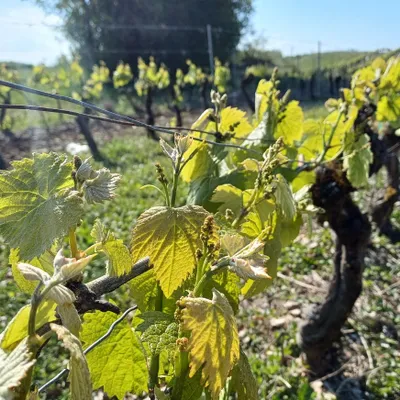 Vendanges 2024 : un tiers du vignoble de Cahors pourrait...