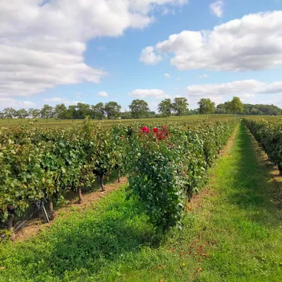 Vendanges 2024 : "une année emmerdante" en Aveyron