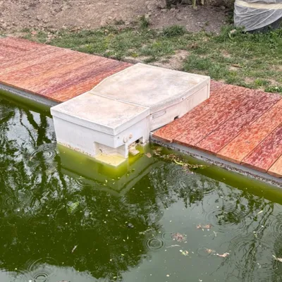 Chaleur : que faire quand votre piscine tourne au vert ?