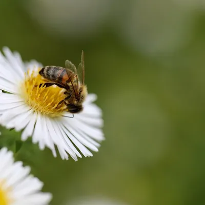 Attaque d'abeilles à Aurillac : " La piste du frelon asiatique...