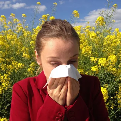 Pollens de graminées : risque élévé d'allergies dans nos régions