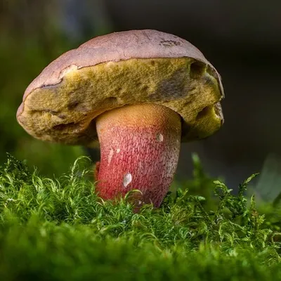 Une application pour trouver des champignons, sacrilège ou bonne...