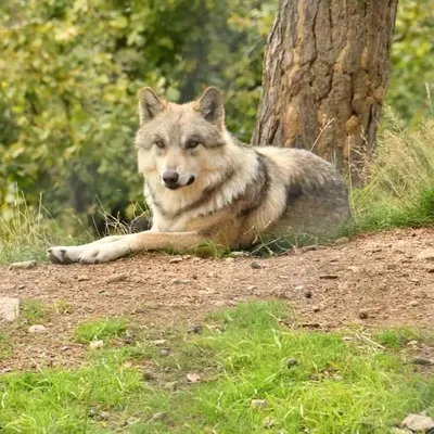 Deux syndicats agricoles s'invitent au parc des loups du Gévaudan