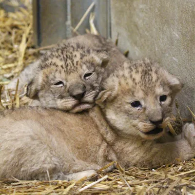 Auvergne : Deux bébés lions nés au parc animalier