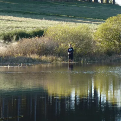Les cyanobactéries s'installent dans la chair des poissons