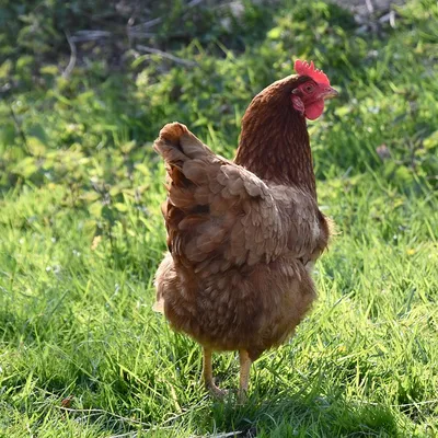 Villefranche-de-Rouergue : et si vous adoptiez une poule ?