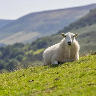 FCO, MHE : le préfêt du Cantal invité par la FDSEA et les JA sur...