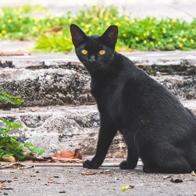 3 mois de prison avec sursis pour avoir tué le chat de son voisin