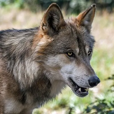 Un loup filmé sur une route de Lozère