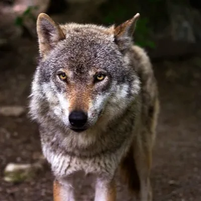 Corrèze : quand les défenseurs du loup proposent d’aider les...