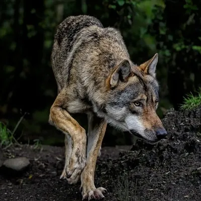 Un loup abattu en Aveyron : toutes les explications 