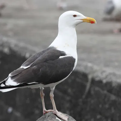 Goélands en Bretagne : l’illusion d’une invasion, la réalité d’un...