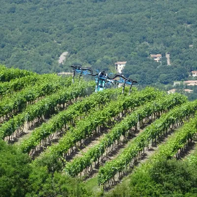 Pesticides : selon une étude, vivre près des vignes expose davantage