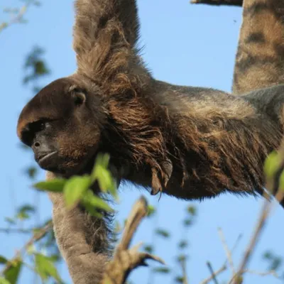 Gagnez vos entrées pour la Vallée des Singes !