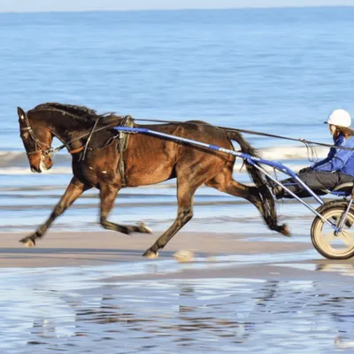 Gagnez votre baptême en Sulky à l'occasion des Estivales de Cabourg !