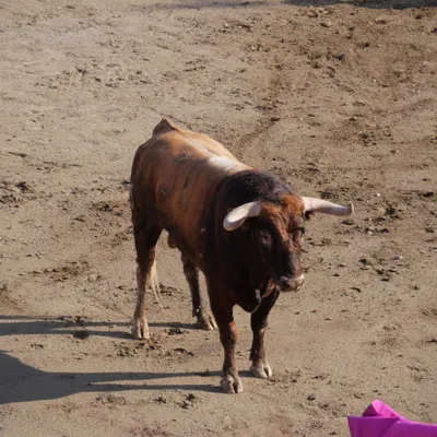 Féria de Céret 2025 : un évènement majeur du mois de Juillet dans...