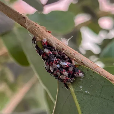 Pyrénées-Orientales : Que sont les Oxycarenidae, ces petits...