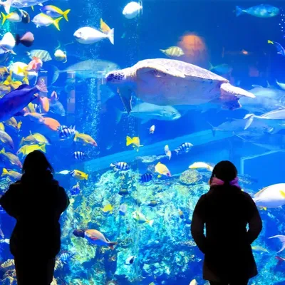 Canet-en-Roussillon : l'aquarium Oniria lance trois nouveaux...