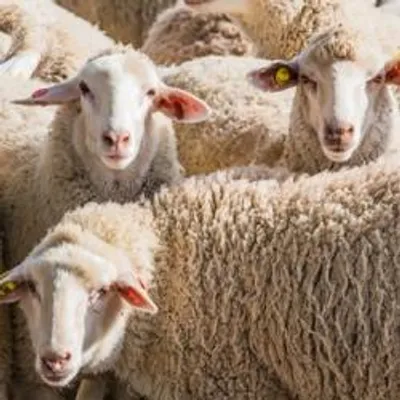 La Bretagne touchée de plein fouet par la fièvre catarrhale ovine