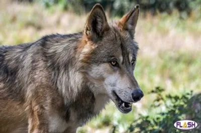 Corrèze : La présence d'un 3e loup confirmée par la Préfecture