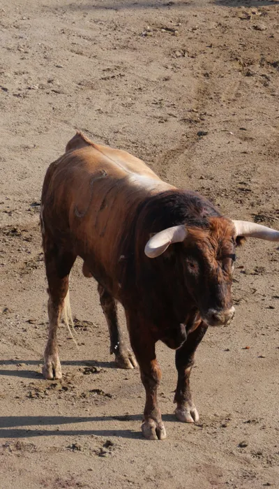 Féria de Céret 2025 : un évènement majeur du mois de Juillet dans...