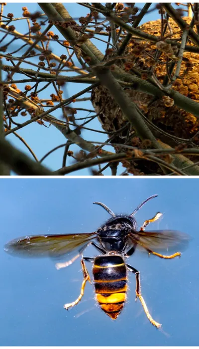 Frelon asiatique : la menace grandit dans les Pyrénées-Orientales,...