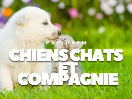 Chiens Chats Et Compagnie - 04 08 2025