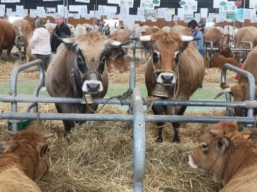 L'invité du jour : on vous dit tout sur le Salon de la basse à cour...