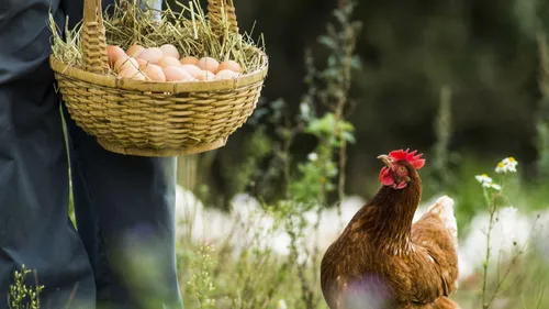 Une vente pour sauver les poules de l'abattoir en Haute-Garonne