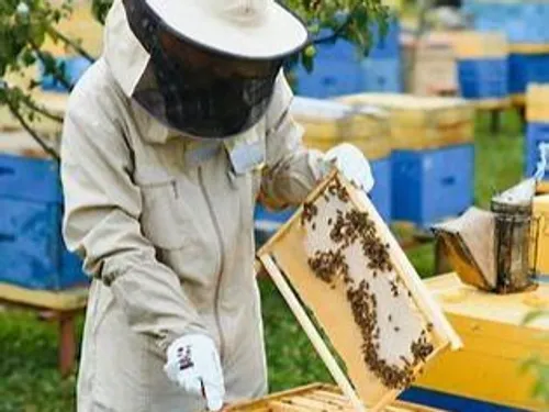 Ateliers d’initiation à l’apiculture à Lavaur – été 2025