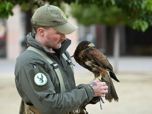Comment Toulouse va faire la chasse aux nuées d'étourneaux ?