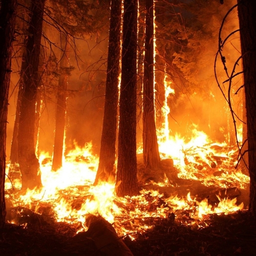 19/07/22 : La forêt n’en finit pas de brûler