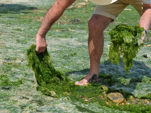 La collecte des algues vertes fait réagir en baie d'Hillion