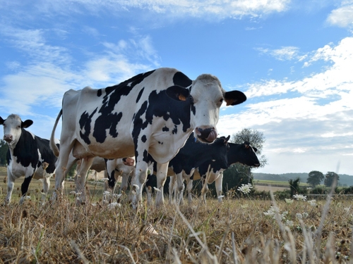 Ukraine, sécheresse : les prix des produits laitiers devraient...