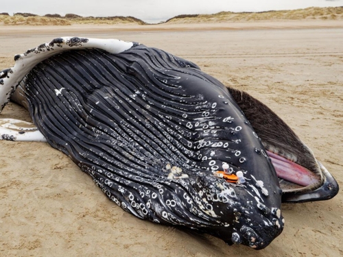 Une baleine de 10 mètres s’échoue sur une plage française (Vidéo)