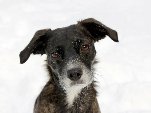Une fillette survit 18h dans la neige grâce à un chien errant