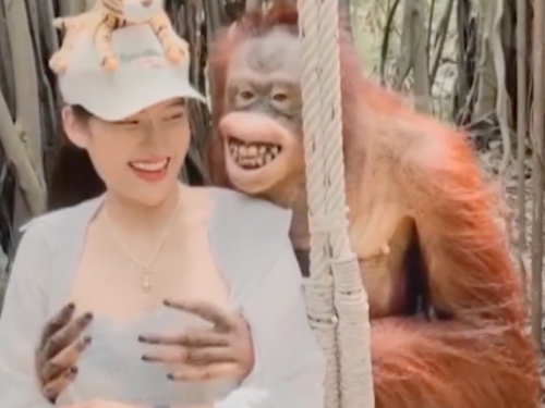 Une touriste amusée par les mains baladeuses d'un orang-outan (vidéo)