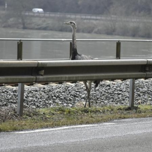 Un nandou retrouvé au bord d'une départementale dans les Ardennes