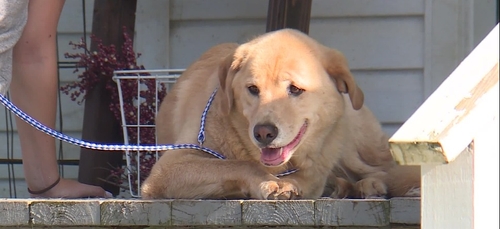 Un chien retrouve son ancienne maison en parcourant 100 km