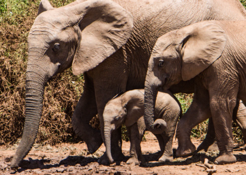 Kenya : le nombre d’éléphants a doublé en l’espace de 30 ans