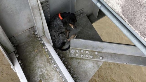 L’histoire du jour : un chien suspendu dans le vide sauvé par des...
