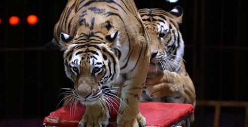 Bien-être animal : fin des animaux sauvages dans les cirques