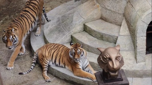 Les tigres vont progressivement disparaître dans « Fort Boyard »