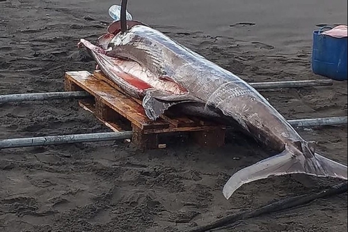 Un énorme marlin de 250 kilos pêché au Prêcheur en Martinique