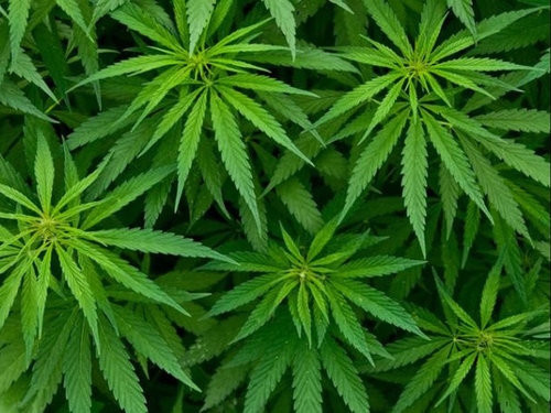 L’ONU reconnait officiellement l’utilité médicale du cannabis